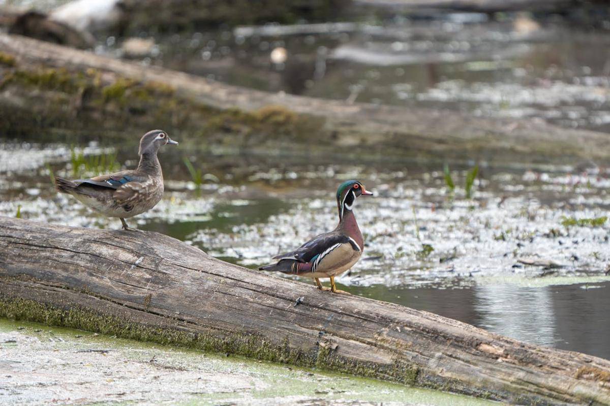 Wood Duck