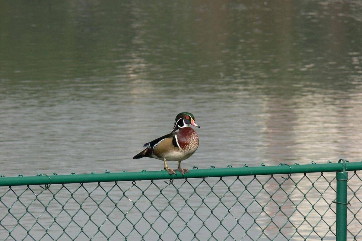 Wood Duck