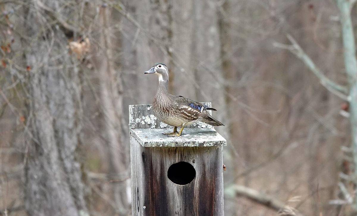 Wood Duck