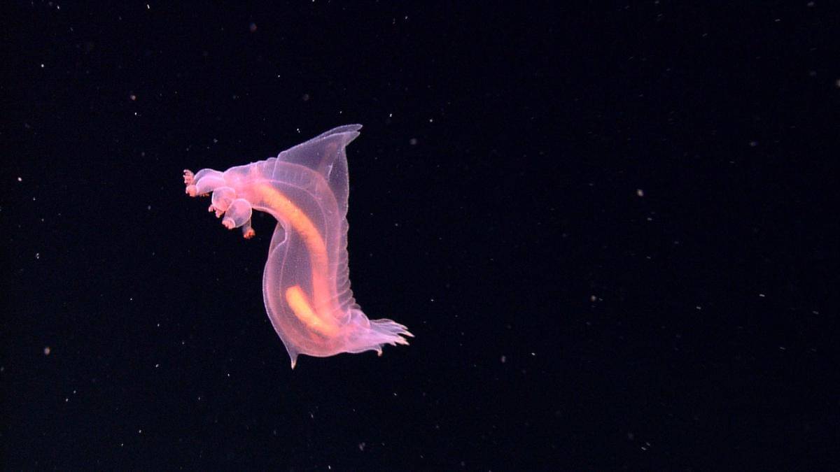 Enypniastes