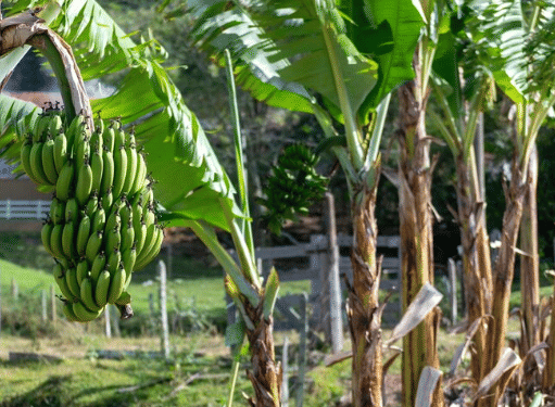 ilustrasi tanaman pisang (freepik.com/freepik