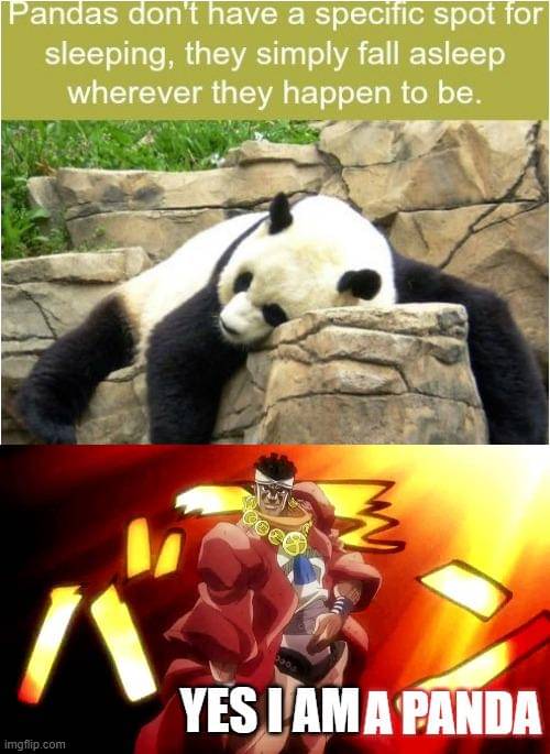 meme anime tentang panda 