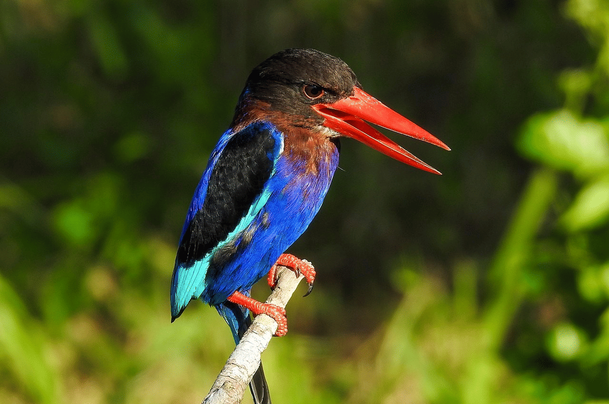 cekakak jawa (commons.wikimedia.org/Mike.frankenstein)