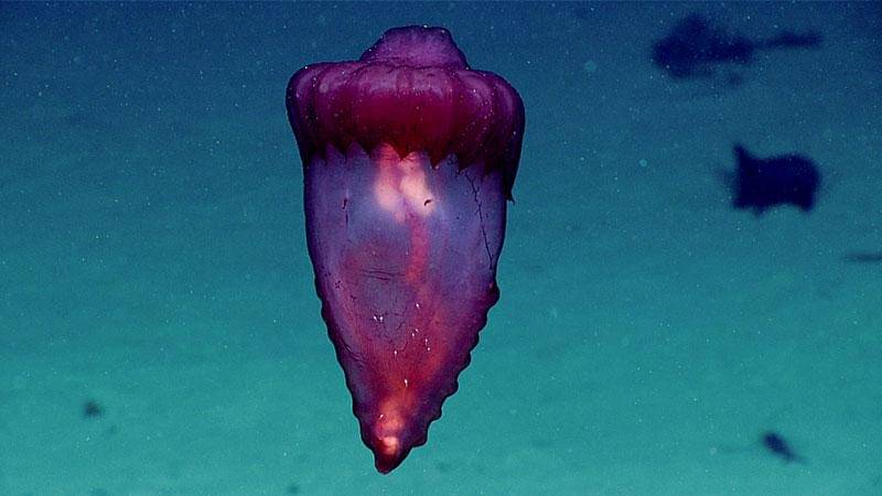 Enypniastes