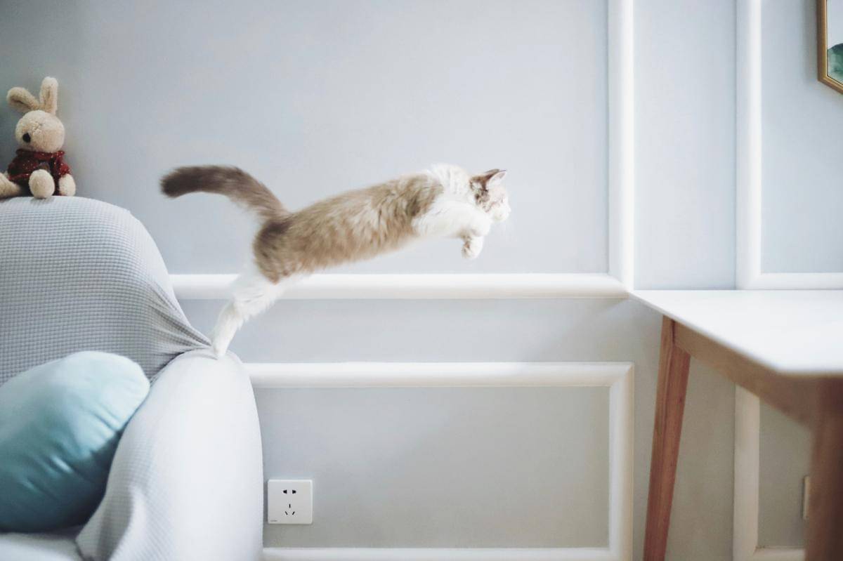 ilustrasi kucing sedang melompat