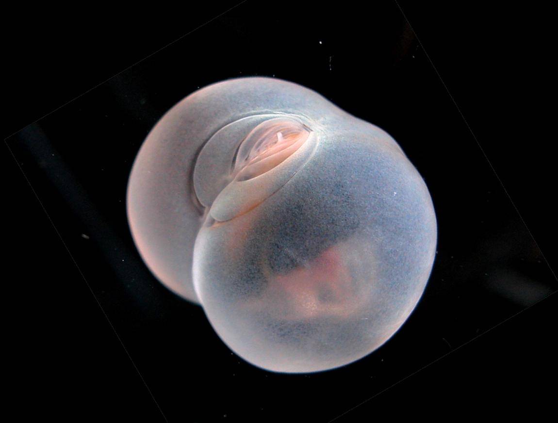 Pigbutt Worm