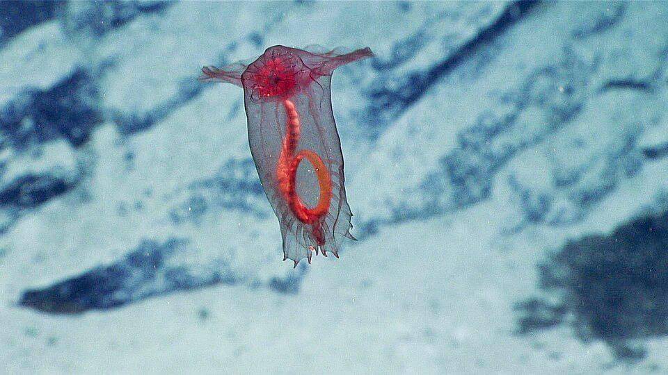 Enypniastes
