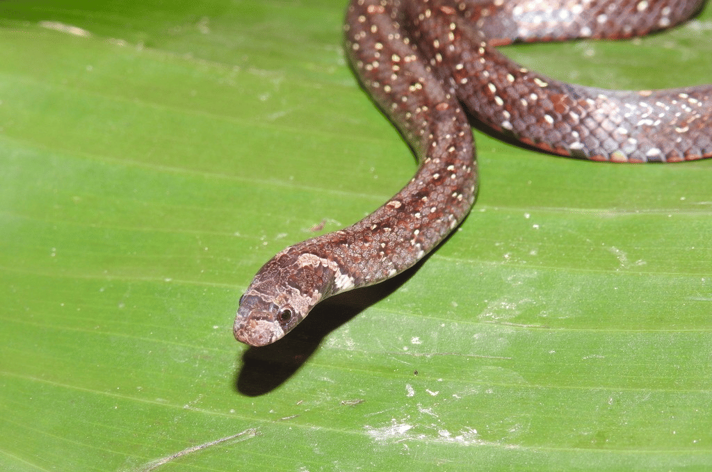 ular kukri gunung (inaturalist.org/Huda Wiradarma)