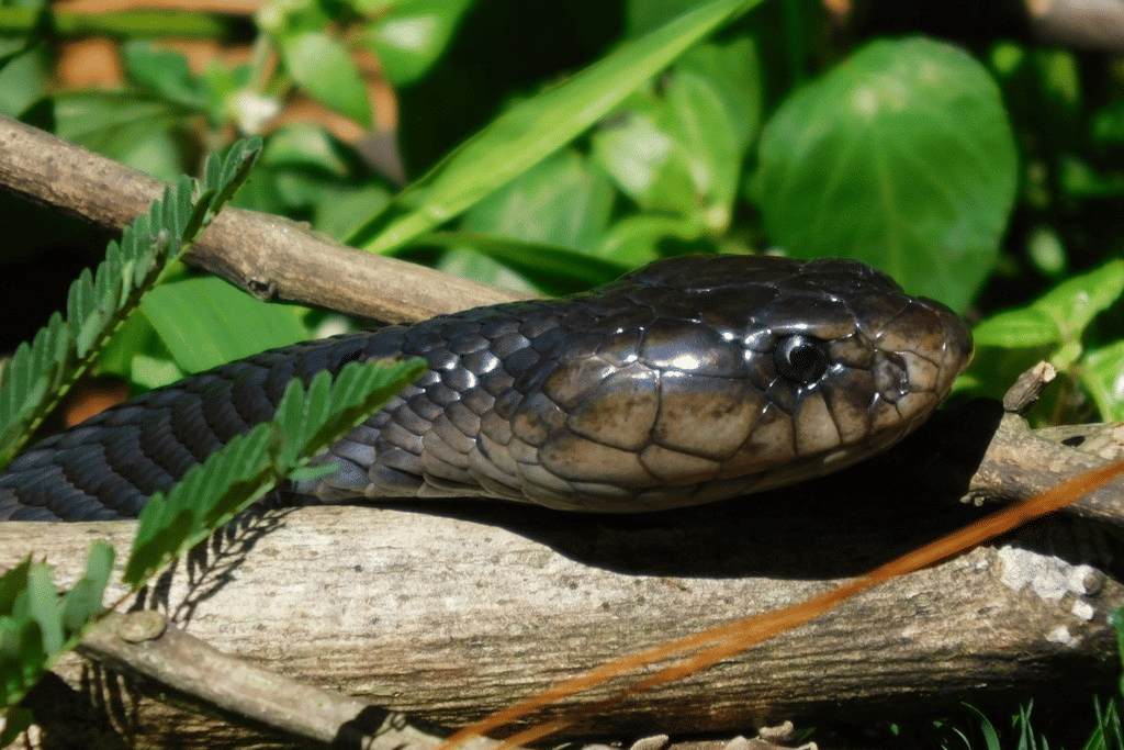 kobra jawa (inaturalist.org/Ganjar Cahyadi)