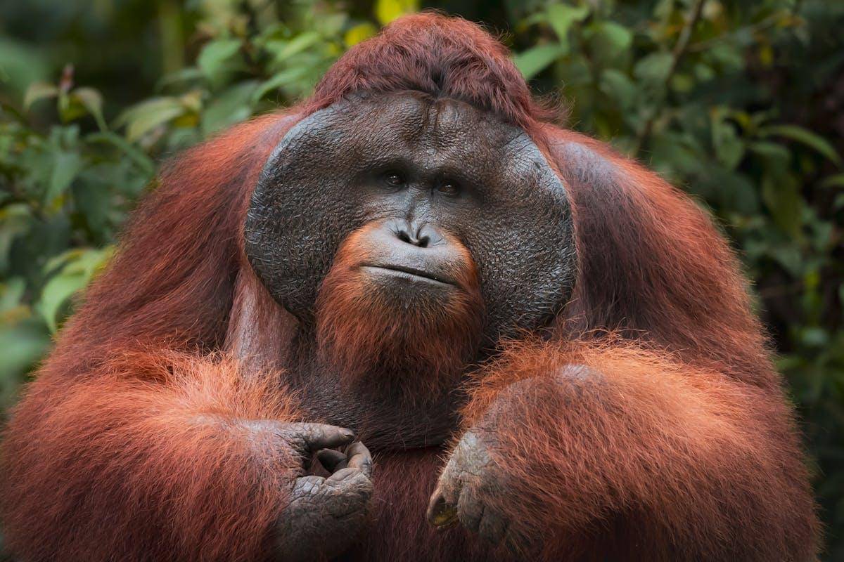 Orangutan