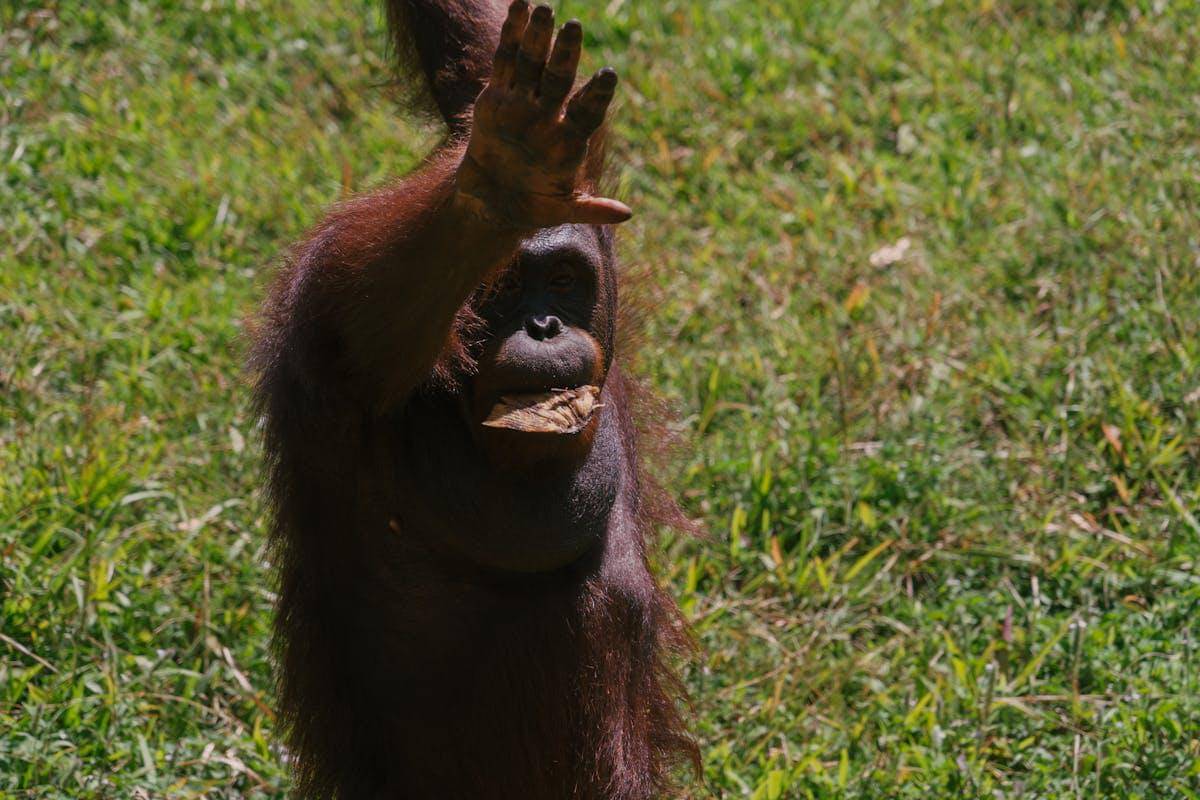 Orangutan