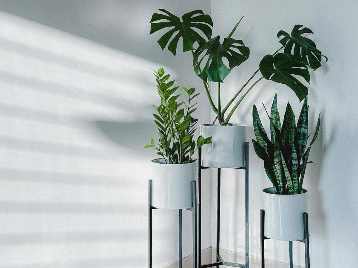 ilustrasi tanaman hias di sudut teras 