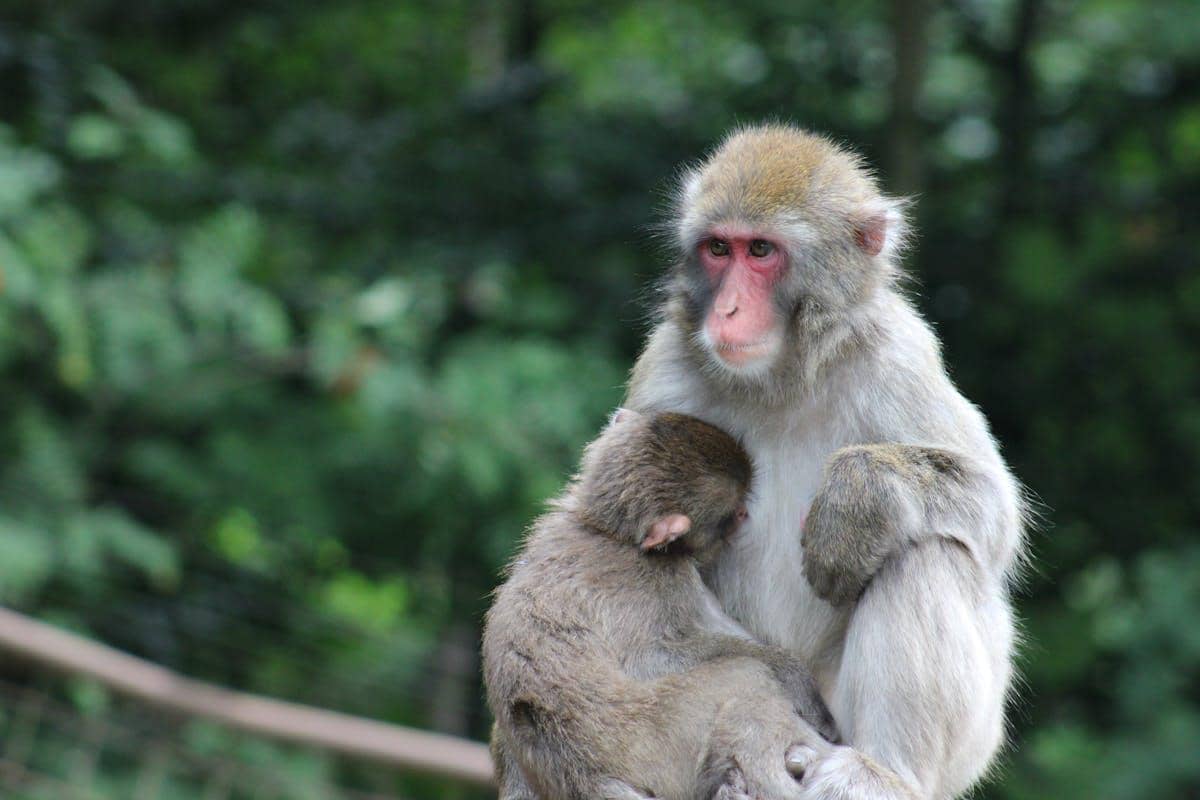 Dampak induk monyet menelantarkan anaknya