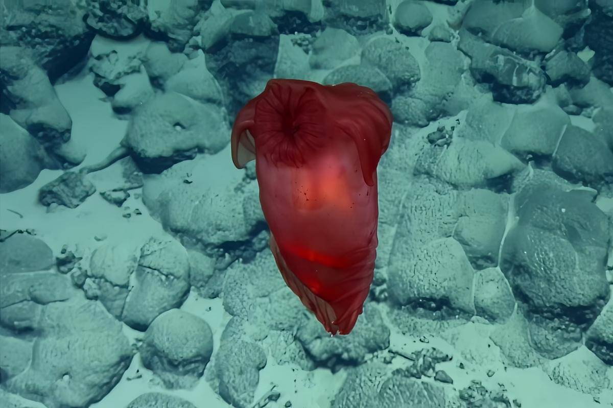 Enypniastes