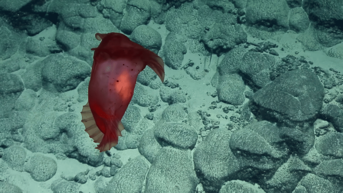 Enypniastes