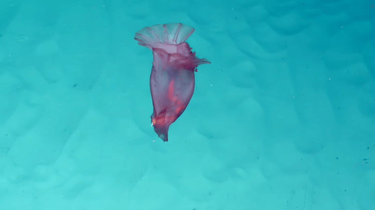 Enypniastes