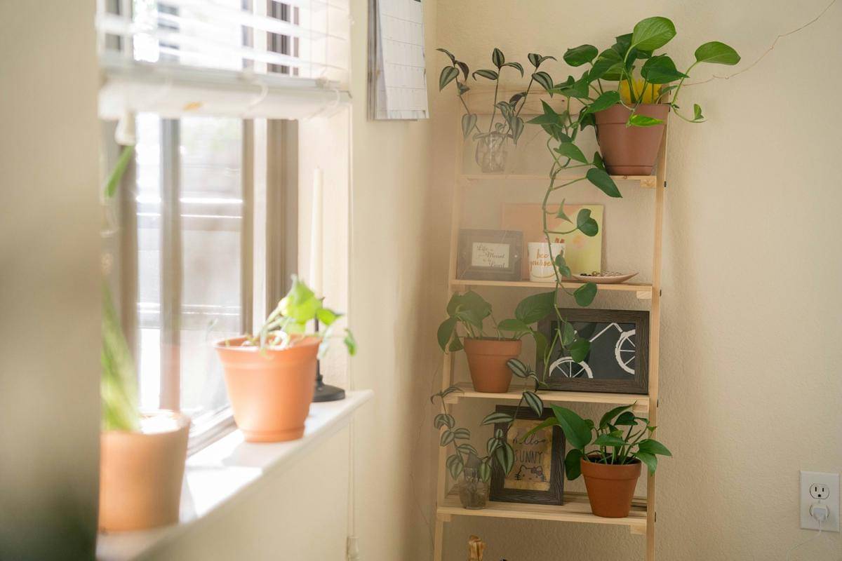 ilustrasi penataan tanaman indoor di rak bertingkat