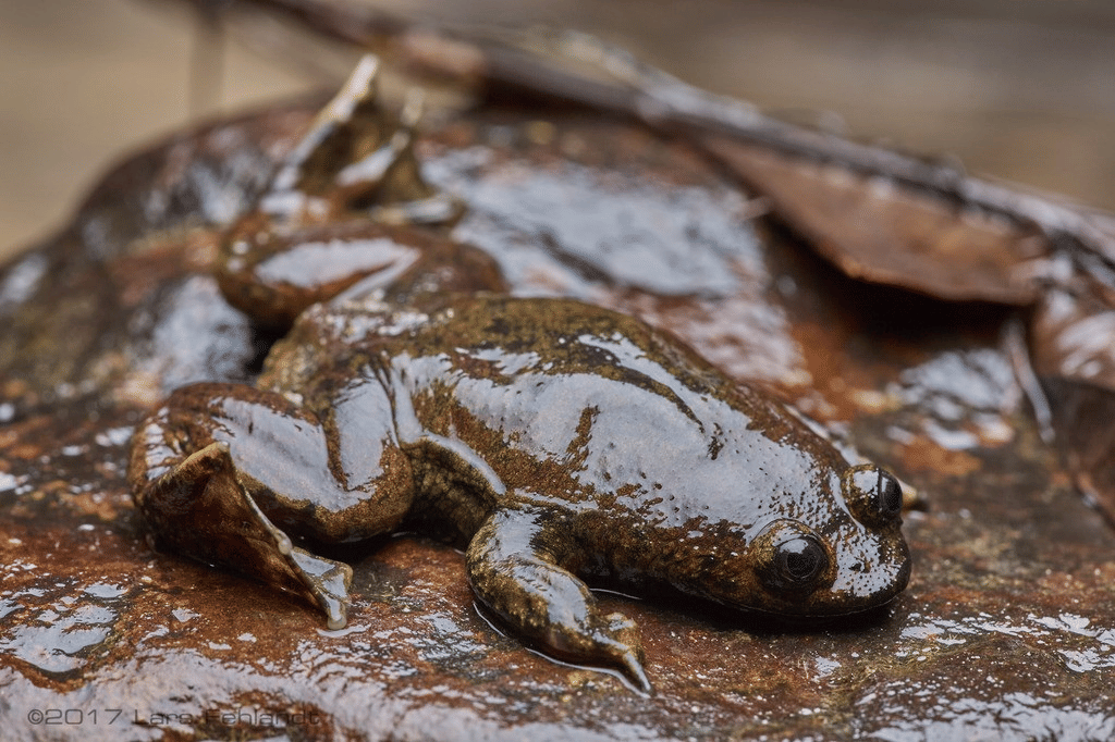 katak kepala pipih kalimantan (inaturalist.org/Lars Fehlandt)
