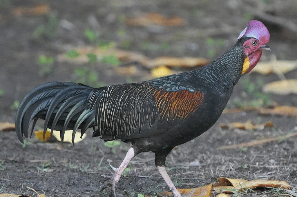 ayam hutan hijau (commons.wikimedia.org/themaskedlapwing)