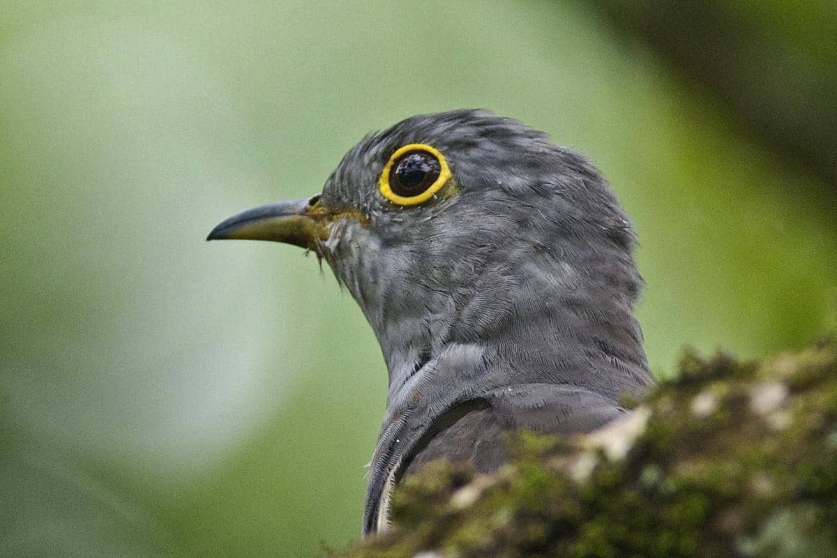 5 Fakta Kangkok India, Burung Licik yang Suka Titip Telur