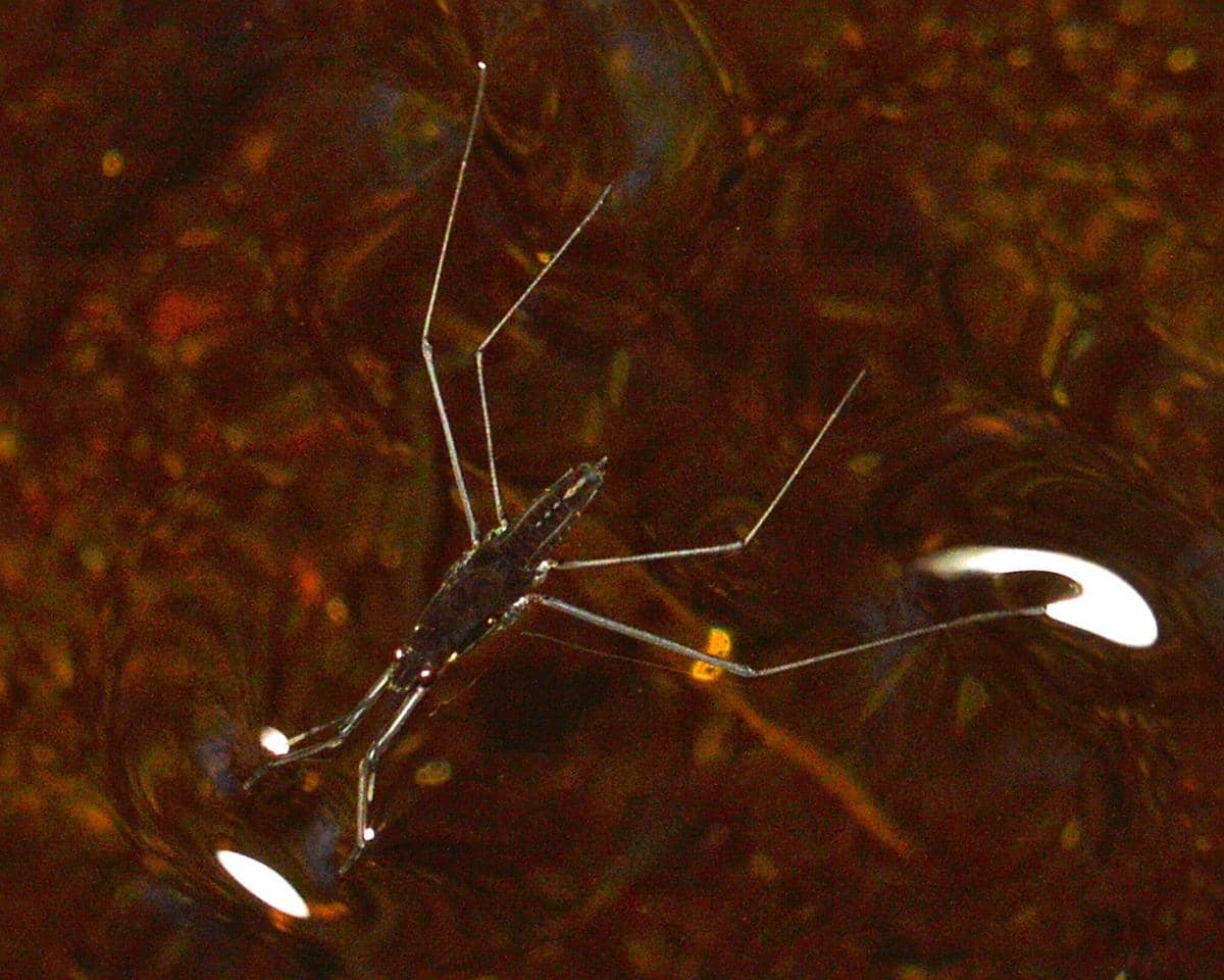 Anggang-anggang (commons.m.wikimedia.org/Ryan Hodnett)