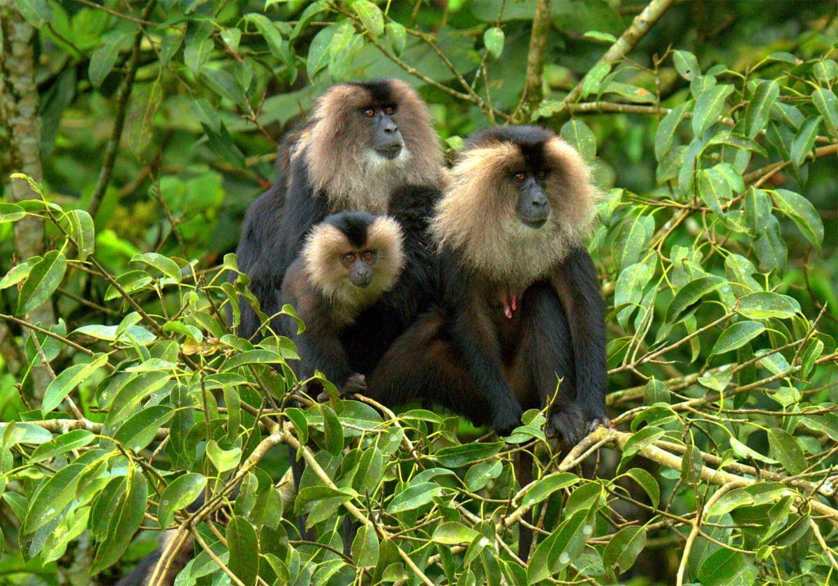 Lion-tailed Macaque