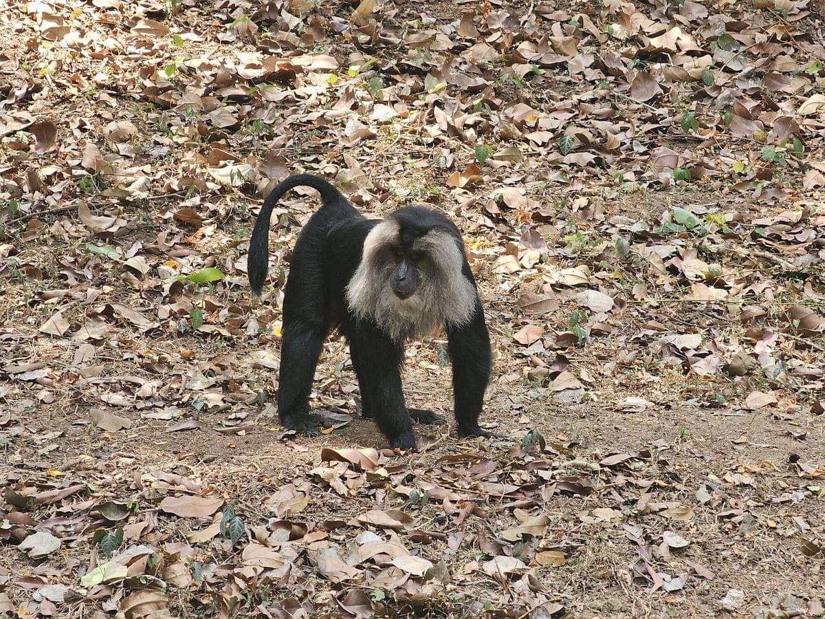 Lion-tailed Macaque