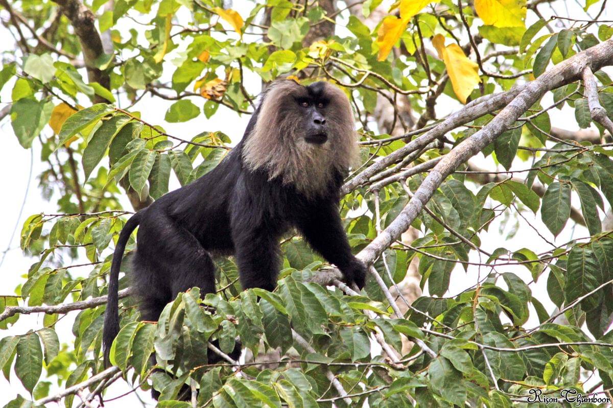 Lion-tailed Macaque
