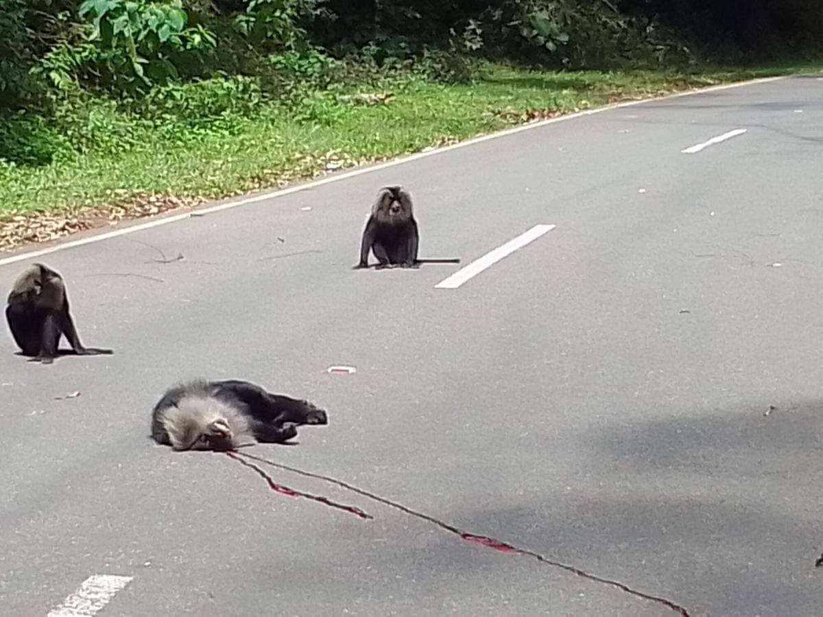 Lion-tailed Macaque