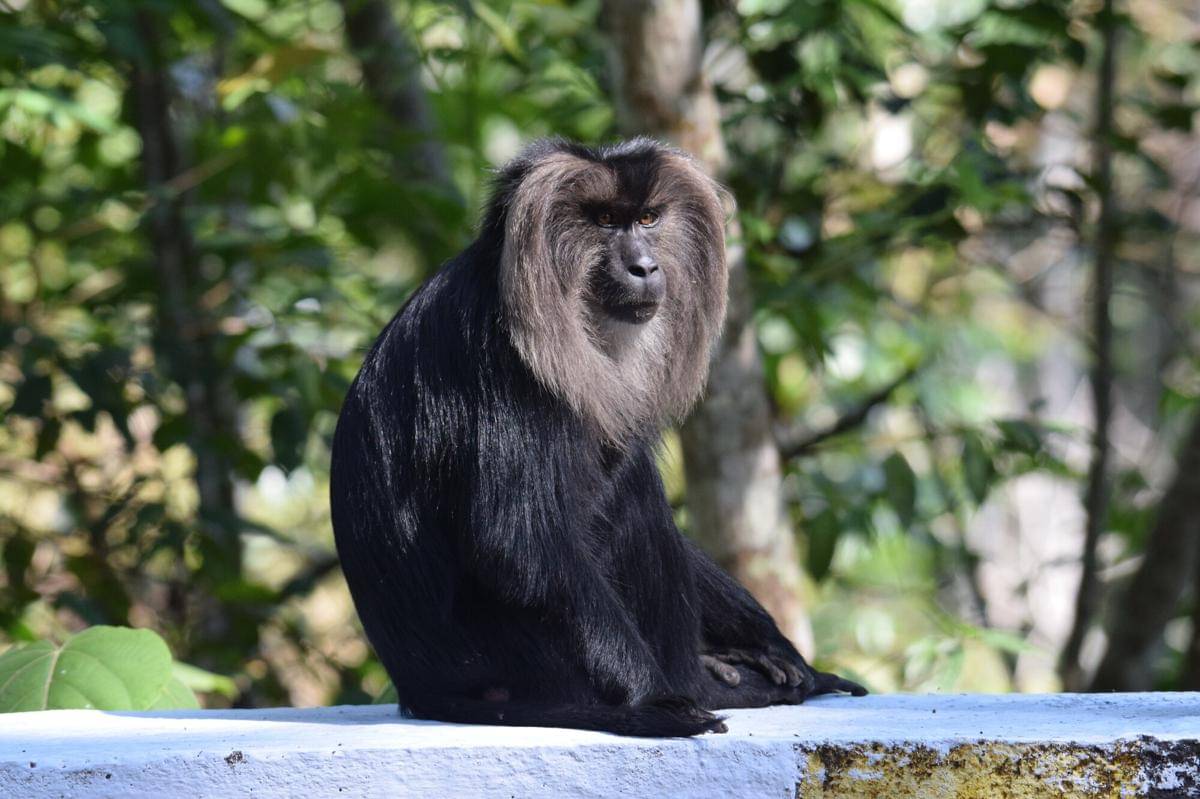 Lion-tailed Macaque