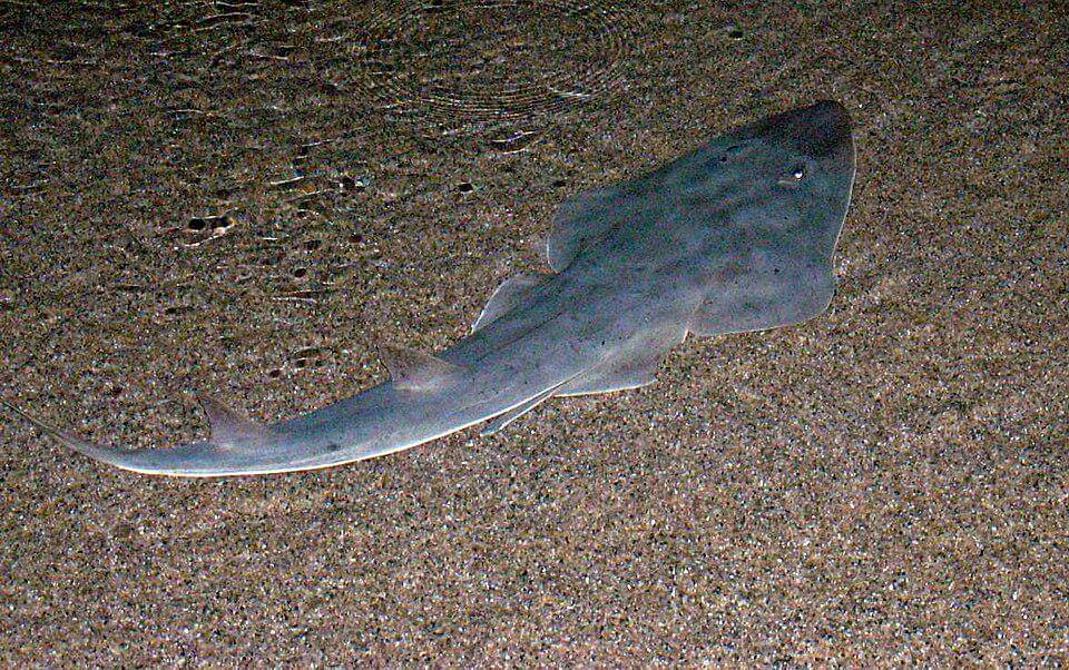 Ikan gitar hidung sekop (Rhinobatos productus) 