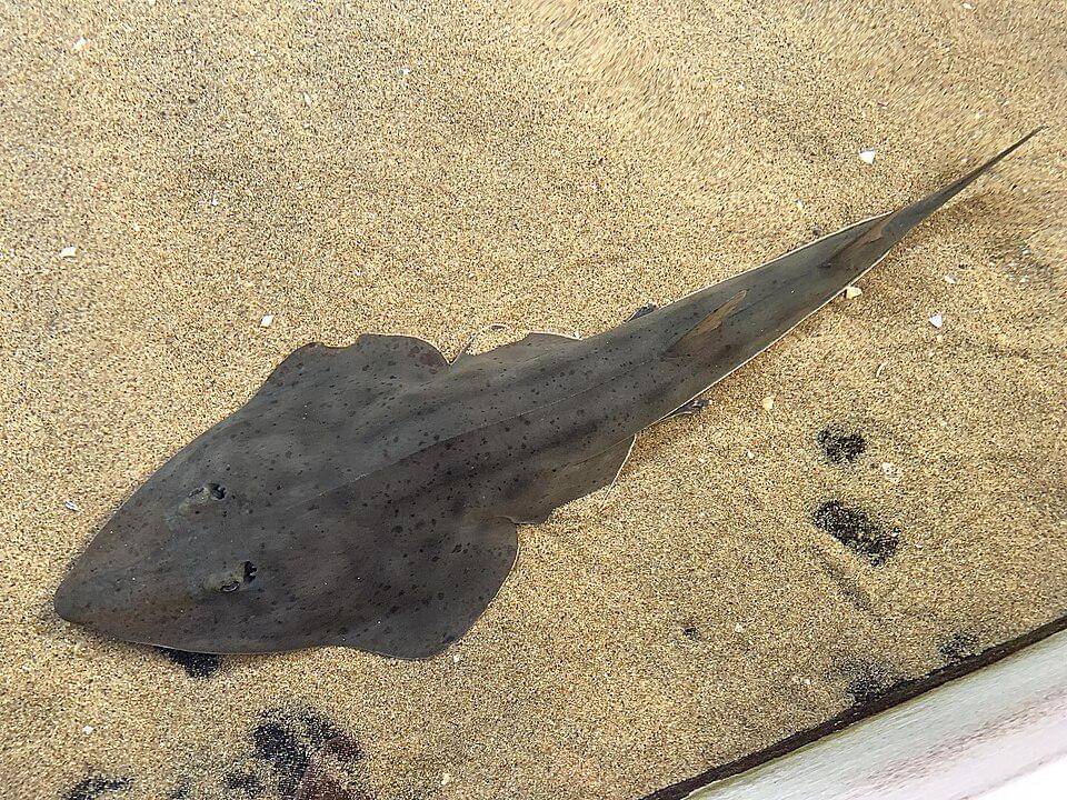 Ikan gitar hidung sekop berpenampilan unik