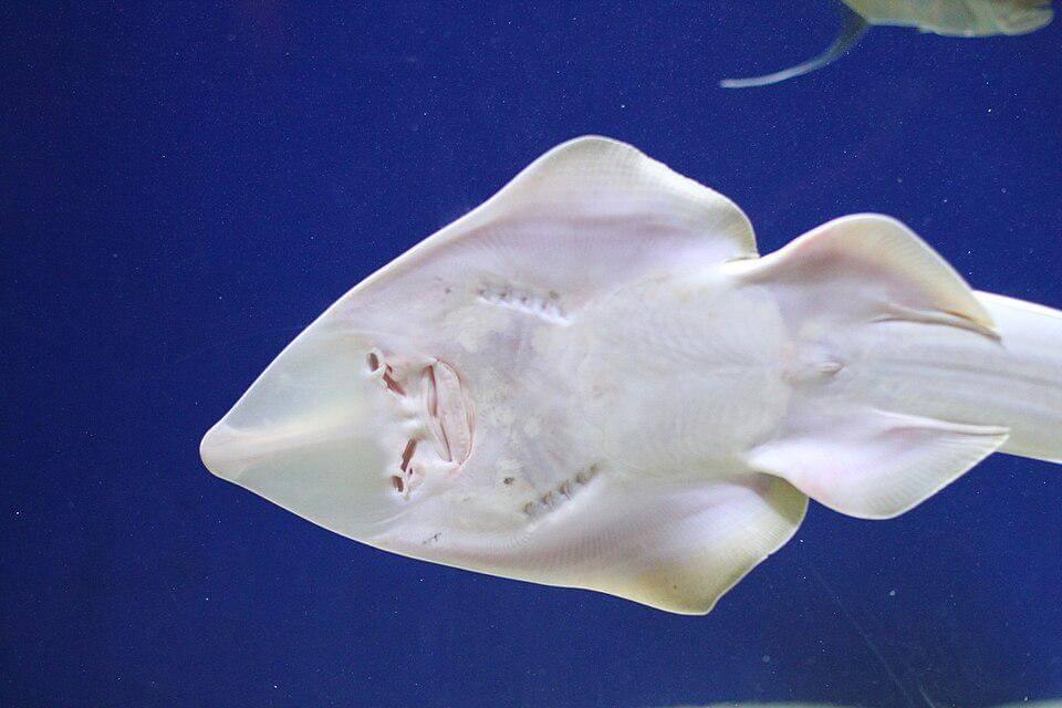 Bagian bawah ikan gitar hidung sekop berwarna putih