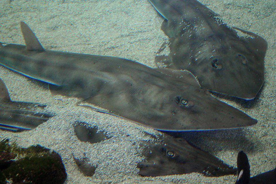 Ikan gitar hidung sekop yang berkumpul saat musim kawin tiba