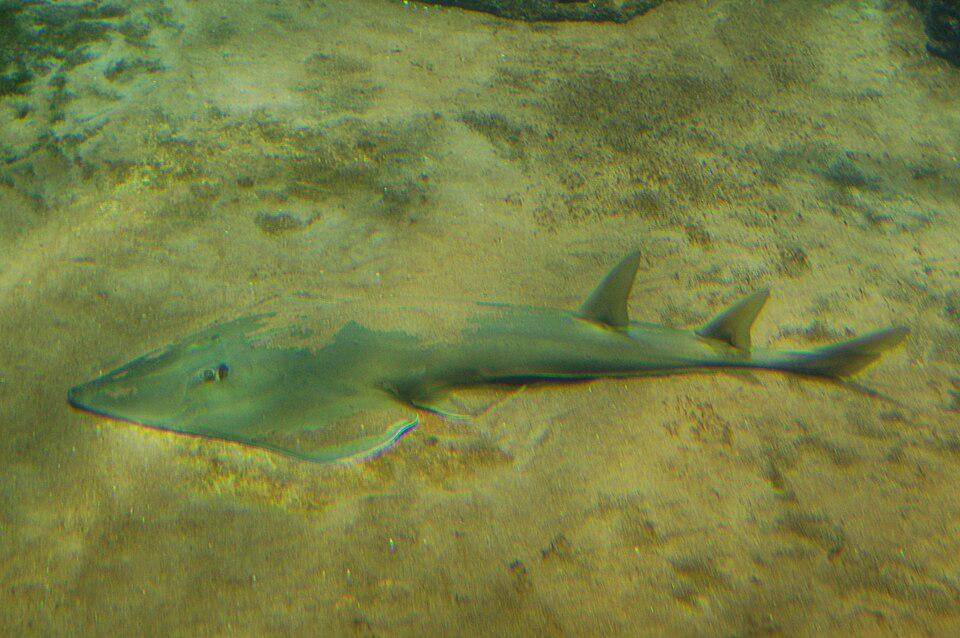 Habitat ikan gitar hidung sekop