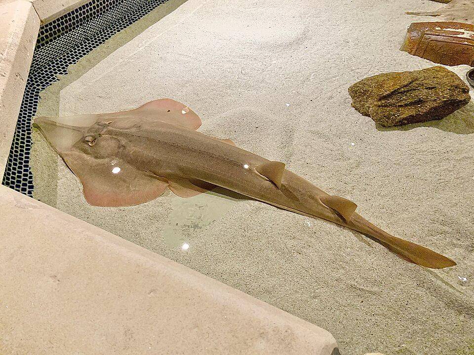 Ikan gitar hidung sekop