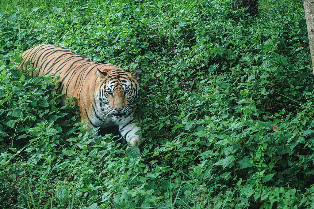 Potret harimau Bangladesh