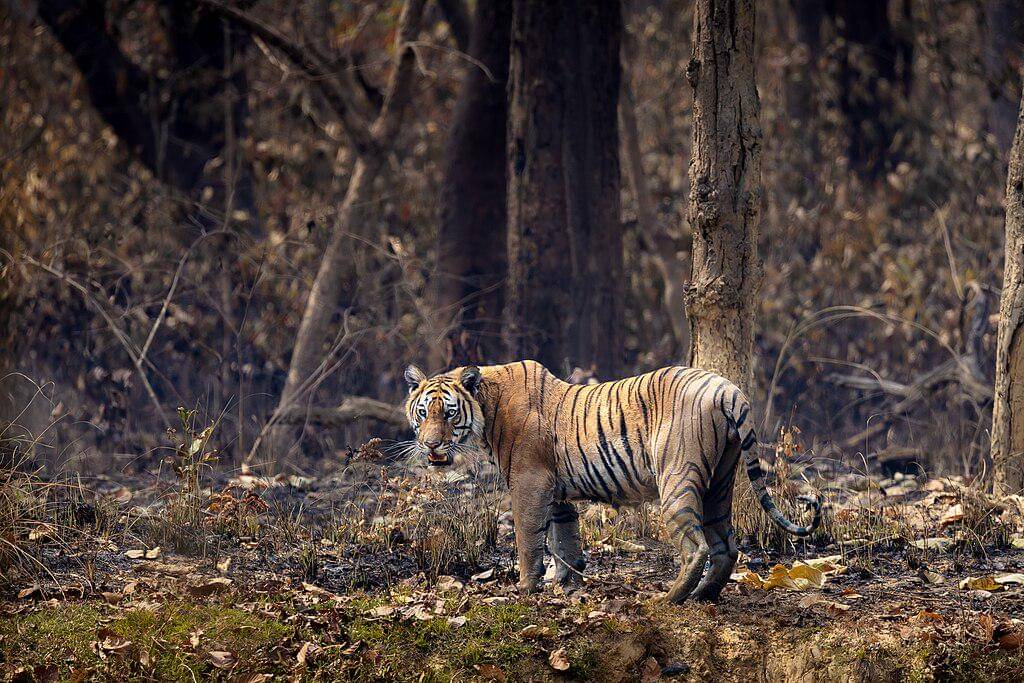 Potret harimau Bengal di habitat alaminya