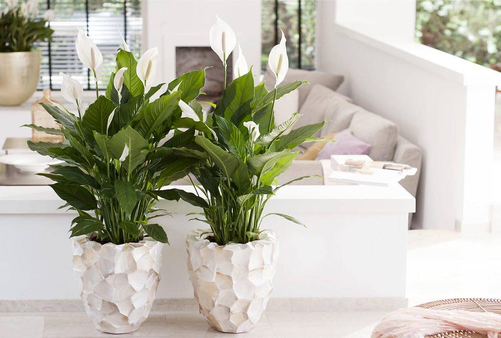 ilustrasi peace lily 