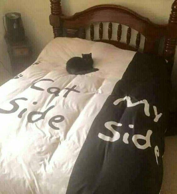 meme kucing di kasur