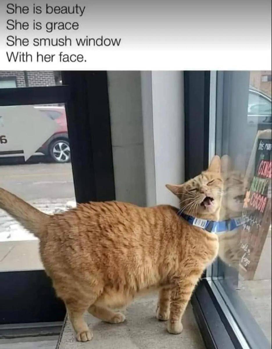 meme kucing di jendela