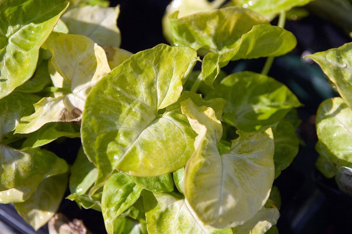 ilustrasi syngonium podophyllum ‘golden’ 