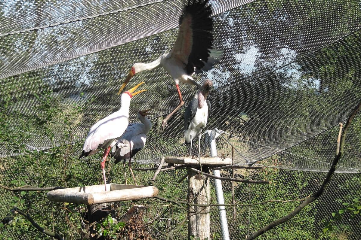 Bangau Bluwok (commons.wikimedia.org/Palickap)