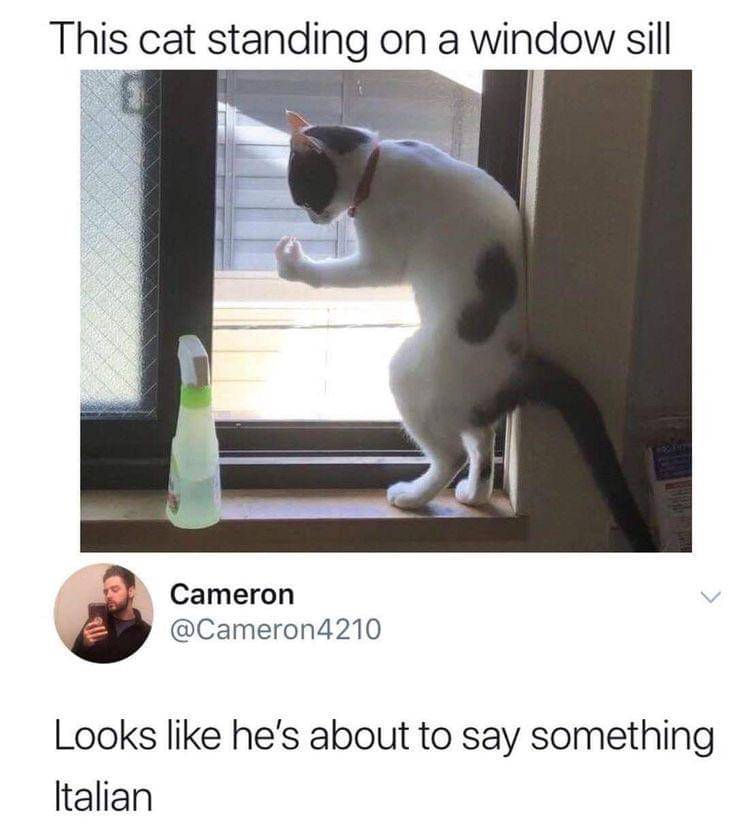 meme kucing di jendela