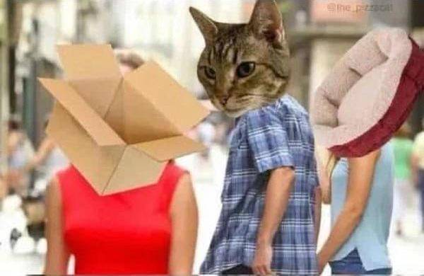 meme kucing di kasur
