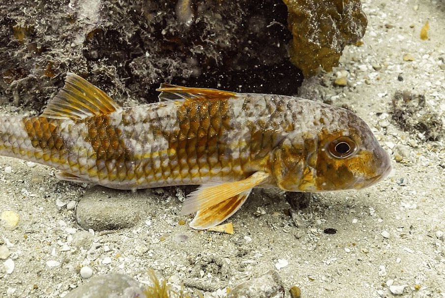 Kehidupan Hewan Laut