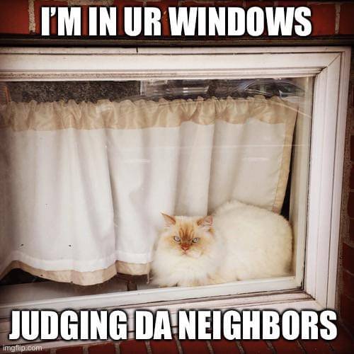meme kucing di jendela