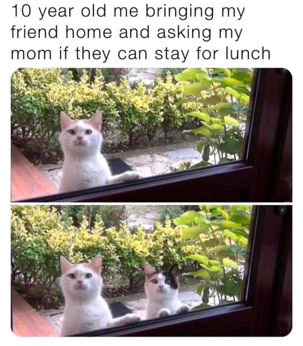meme kucing di jendela