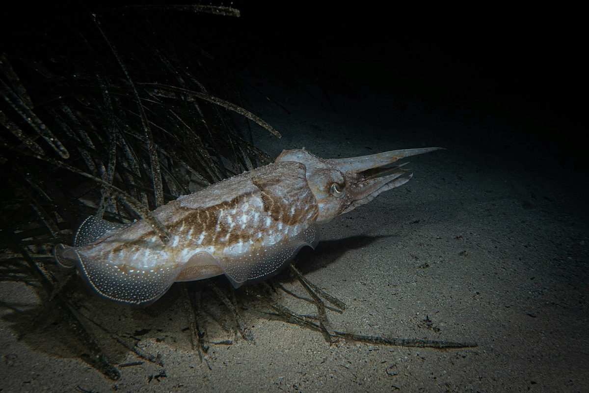 Kehidupan Hewan Laut