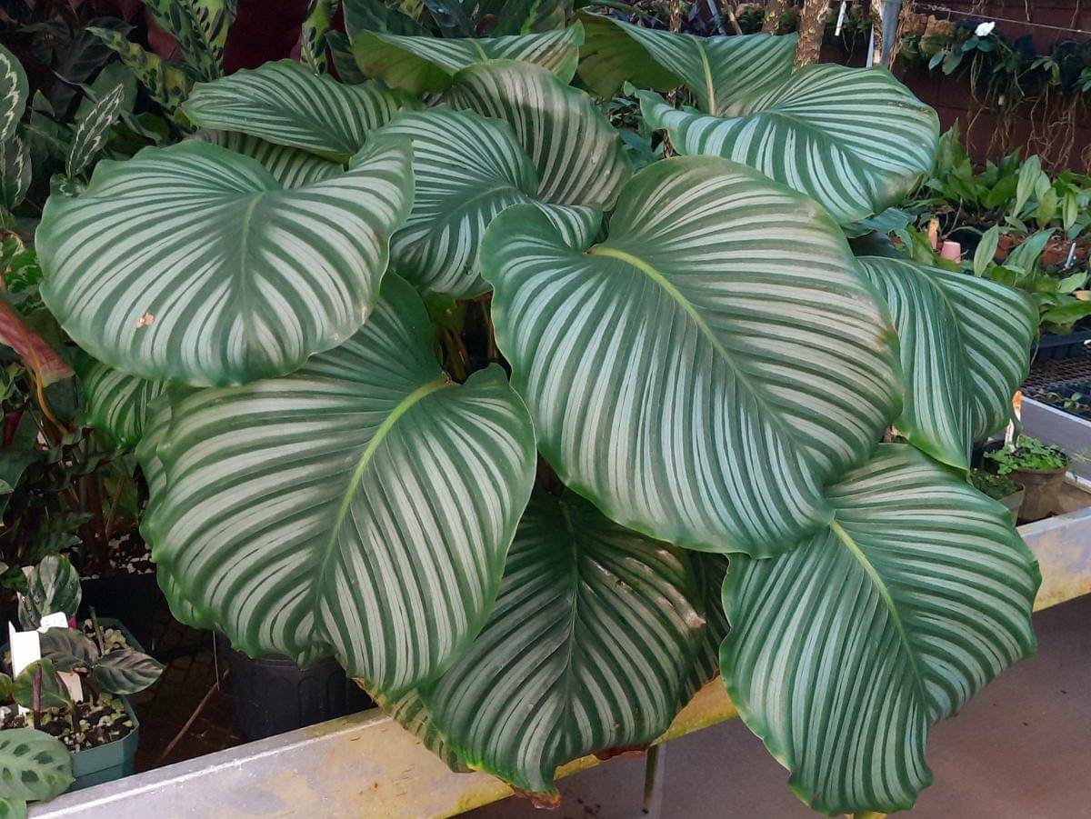 ilustrasi calathea orbifolia 